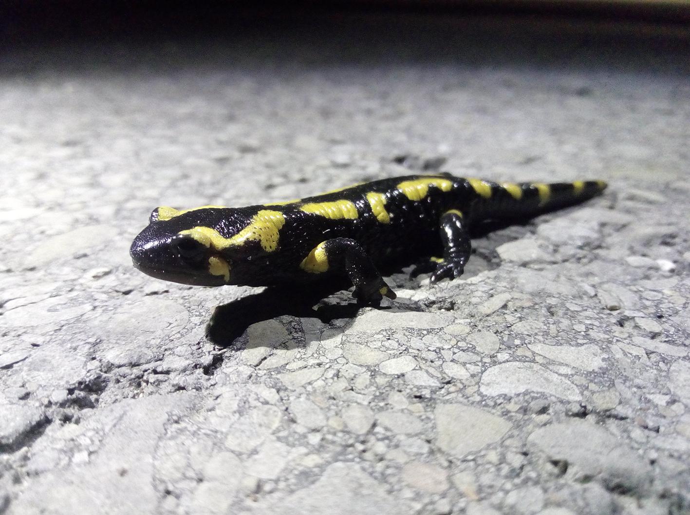 La salamandre tachetée